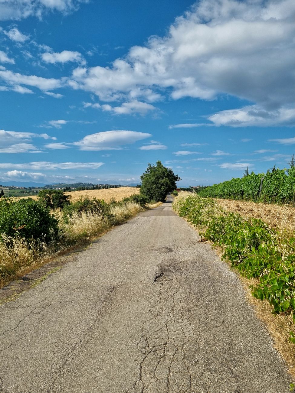 Quiet gravel road through rolling vineyard hills